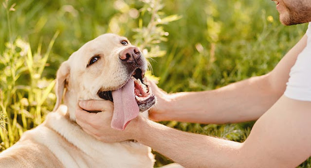 companion dog